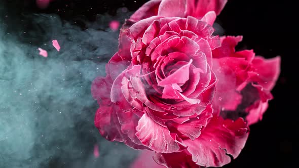 Super Slow Motion Shot of Frozen Colorful Rose Explosion at 1000Fps alt