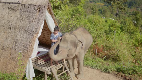 young asian female casual dress playing and feed child elephant with care and happiness bonding