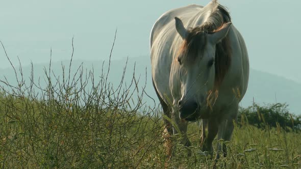 White Horse Grazing On The Field  alt