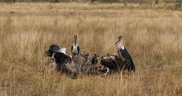 African White Backed Vulture, gyps africanus, Ruppell's Vulture, gyps rueppelli, Marabou Stork alt