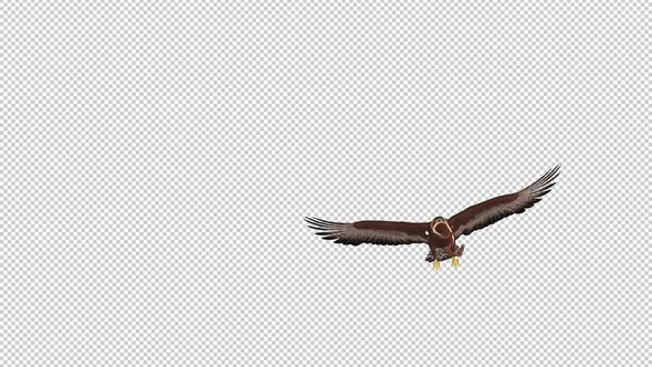 Golden Eagle With Snake - Flying Transition - V