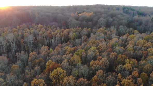 Aerial view flying across beautiful colored trees by Nykøbing Bugt during autumn in a beautiful suns alt