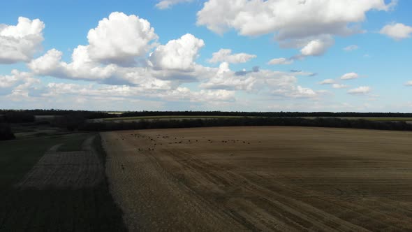 Flight forward of sheep in the pasture. alt