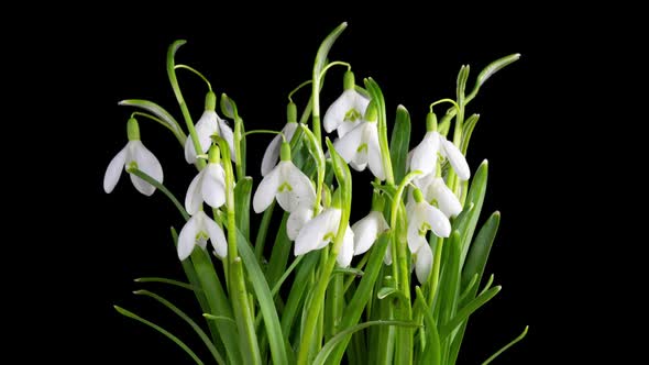 Timelapse of Snowdrop Flowers Opening on a Black Background Closeup alt