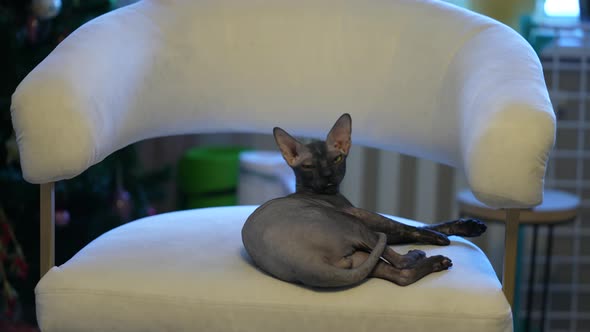 A Beautiful Black Sphinx Cat Plays on a White Chair in the House