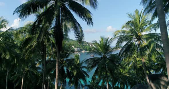 Beautiful scenery of coconut palm trees behind the beach on the island in summer
