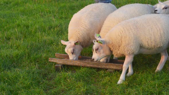 hand feeding organic lambs hand feeding organic lambs alt