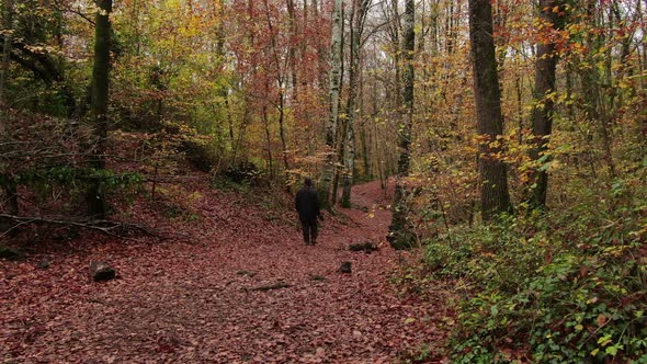 Moving Among the Beech Trees Field in Autumn