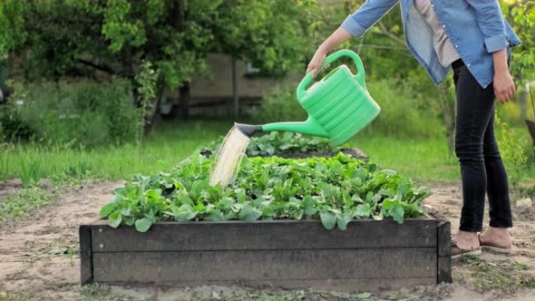Woman Waters Vegetable Garden with Watering Can alt