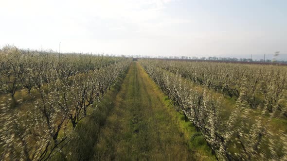 Flight of the Drone Through the Roots of the Orchard with Flowering Trees alt