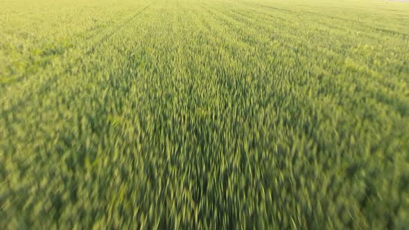 Aerial of the Huge Green Wheat Area From a Low Flying Drone at Sunset in Summer  