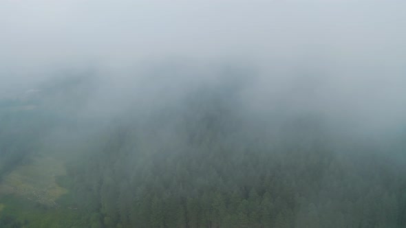 Aerial view of foggy, misty forest