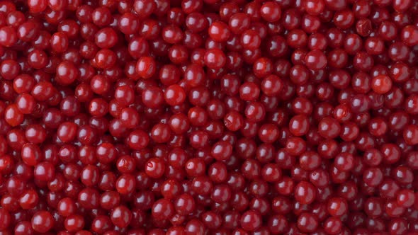 Harvest the red viburnum or guelder rose, texture red berries on background alt