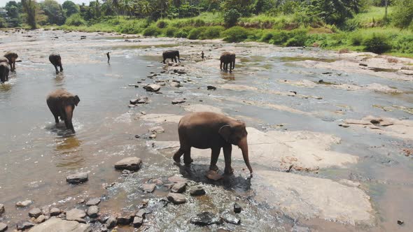 Elephants Crossing a Low River alt