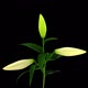 Time-lapse of opening white lily - VideoHive Item for Sale