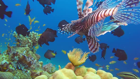 Tropical Underwater Tube Worm alt
