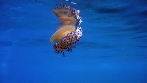 Egg-yolk jellyfish (Phacellophora camtschatica) drifting below surface in the Mediterranean Sea alt