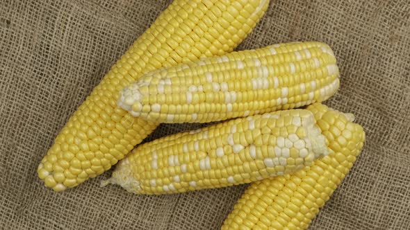 Corn Cobs on Sackcloth Background alt