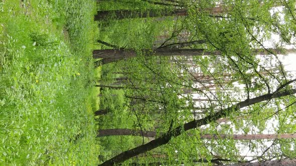 Vertical Video of a Beautiful Green Pine Forest on a Summer Day Slow Motion alt