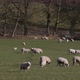 Grazing sheep. February. South Staffordshire. UK - VideoHive Item for Sale
