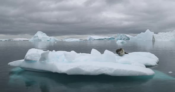 WS Leopard seal (Hydrurga leptonyx) lying on ice floe / Antarctica