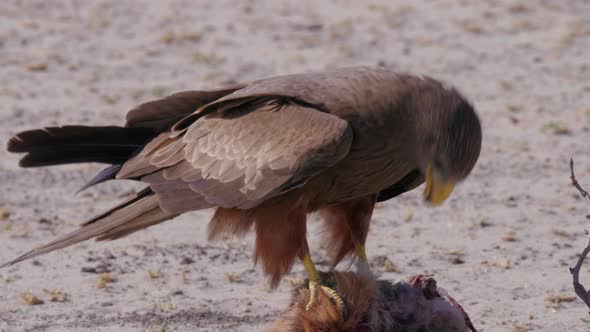 Yellow Billed Kite Feeding On The Dead Slender Mongoose In A Natural Reserve In Botswana - Closeup S alt