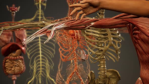 Animated 3D Human Anatomy Illustration by icetray VideoHive