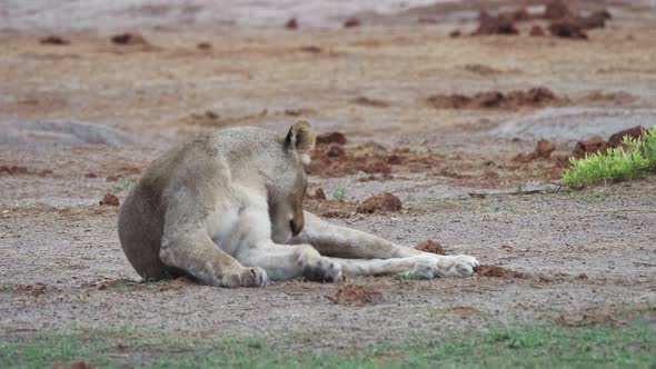 Adult lioness relaxes, shakes her head and cleans her legs, lying on the dry landscape. alt