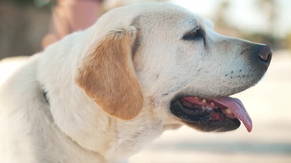 Closeup Side View White Labrador with Beige Ears and Tongue Out Standing in Sunshine Outdoors alt