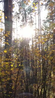 Vertical Video Autumn Forest By Day alt