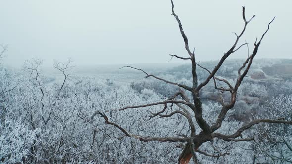 Winter forest from above. Aerial view of forest covered with snow alt