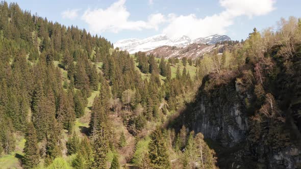 Aerial of forest in mountain area alt