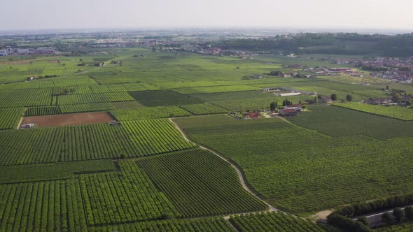 High Flight Over the Vineyards of Italy Aerial  Drone