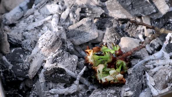 White flowers rise again from hot charcoal concept