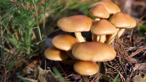 Group of Beautiful Mushrooms Fungi, Honey Agarics Kuehneromyces Mutabilis in Wild Summer Forest. alt