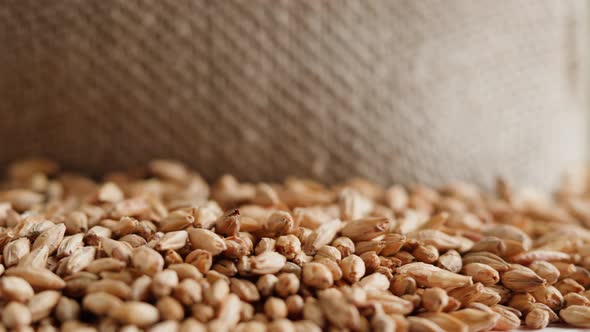 Malt Grains Closeup alt