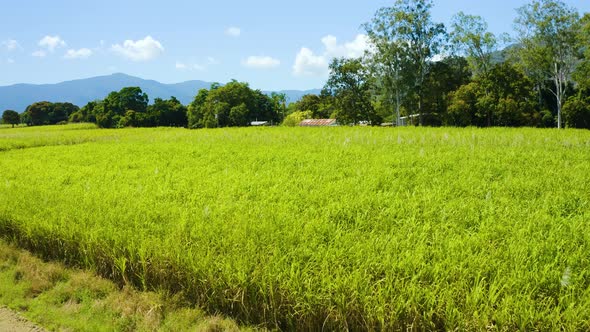 Aerial, Beautiful View On Sugar Cane Plantation  In Cairns, Queensland, Australia