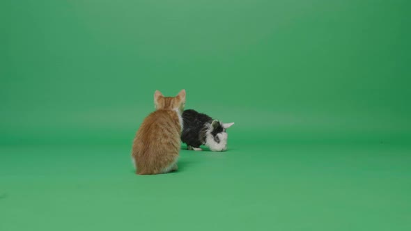Kitten and Rabbit