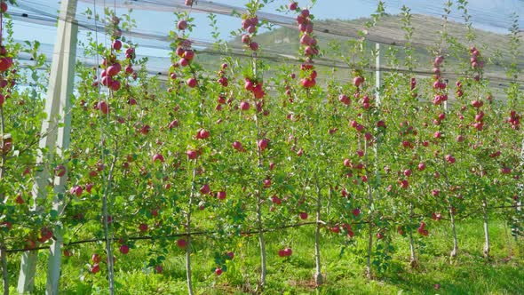 Fruits Hang on Apple Tree Branches in Orchard Under Mesh alt
