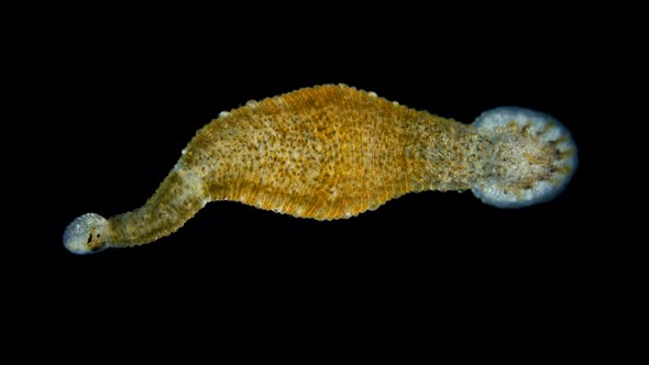 Leech Hirudinea, Baicalobdella Torquata Under a Microscope, Family Piscicolidae alt