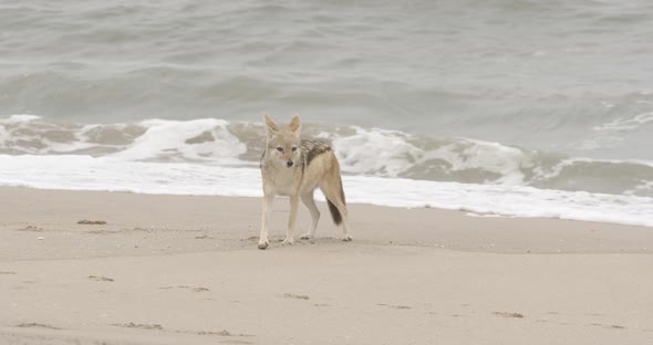 Jackal on a Beach