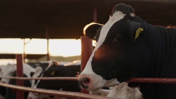 A cow on a farm in a stall. close-up. Slow motion. farm sunset. alt