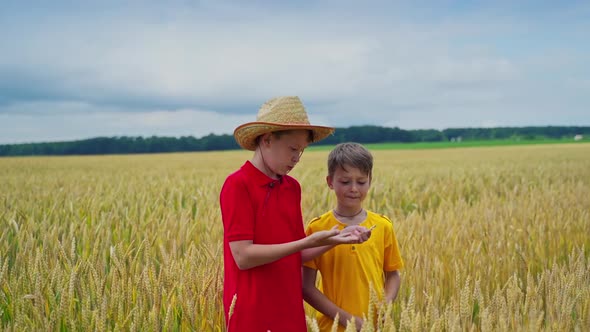 Brothers on wheat field. Happy children having fun outdoors on wheat field alt