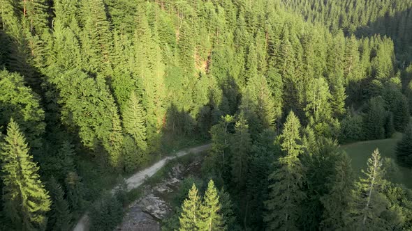 Aerial View of Road in Mountains Pine Tree Forest