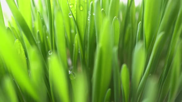 Dew On Field Grass Background alt
