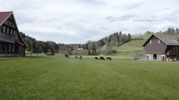 Drone view of cows in a pasture in the Swiss Alps alt