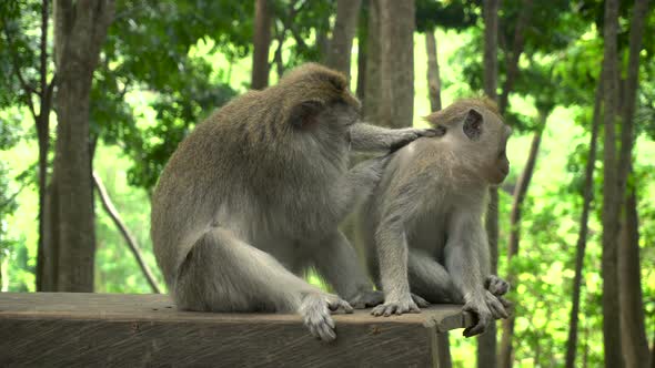 A Pair of Macaques Rests in the Park on a Bench