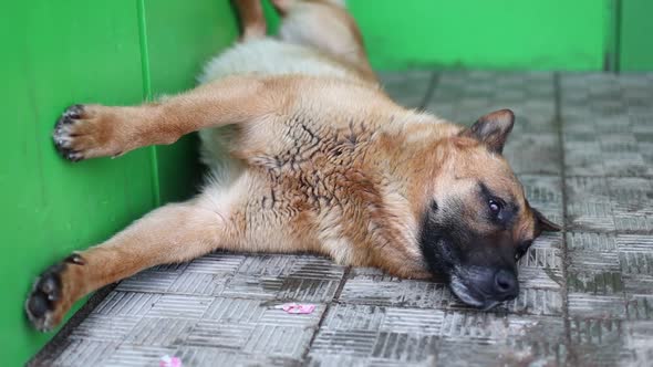 a Homeless Dog Lies on a City Street Near a Green Wall