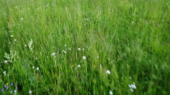 Flying Low Over Tall Grass  Stock Video Low Flying Quadcopter Over