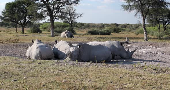 Resting white rhinoceros Botswana, Africa alt
